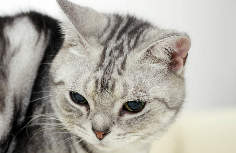 猫在床上拉屎怎么办 猫在床上拉屎怎么办