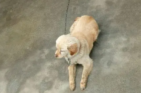 在朋友家抱来一只小金毛,养了几天后却感觉哪里不对劲?