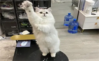 猫站什么意思