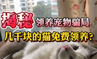 免费送猫骗局