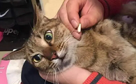 什么药猫吃了必死