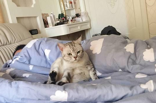 猫钻被窝预示着什么