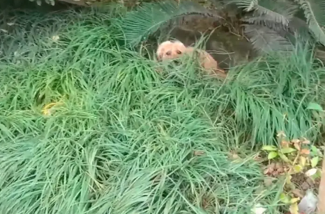 拖着腿,下雨天躲在麦地里的流浪狗,被一群人帮助后,抱着小哥的手满是祈求 拖着腿,下雨天躲在麦地里的流浪狗,被一群人帮助后,抱着小哥的手满是祈求