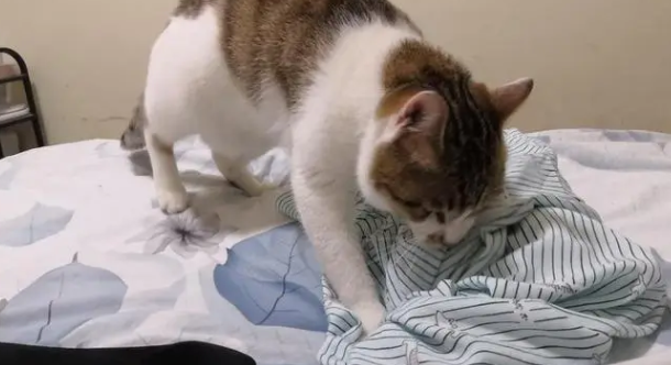 猫在枕头上踩来踩去