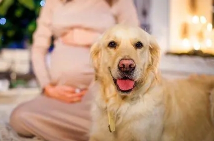 怀孕可以养狗吗