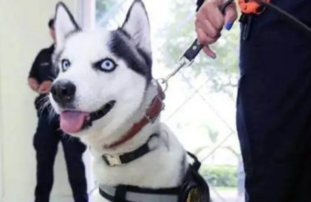 扬眉吐气!二哈在美国当上警犬啦! 扬眉吐气!二哈在美国当上警犬啦!