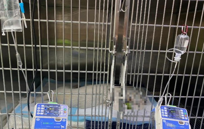 宠物狗转诊后不到20小时死亡，宠物医院遭质疑，市监局介入