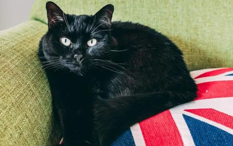  十大名贵猫大黑猫