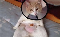 母猫会来月经吗流血吗