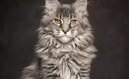 世界上最贵的猫多少钱一只