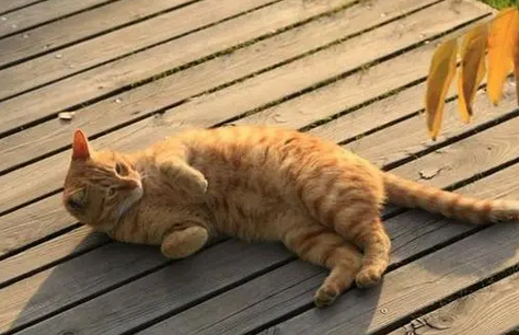母猫性格比公猫差