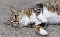 猫中毒了怎么救治