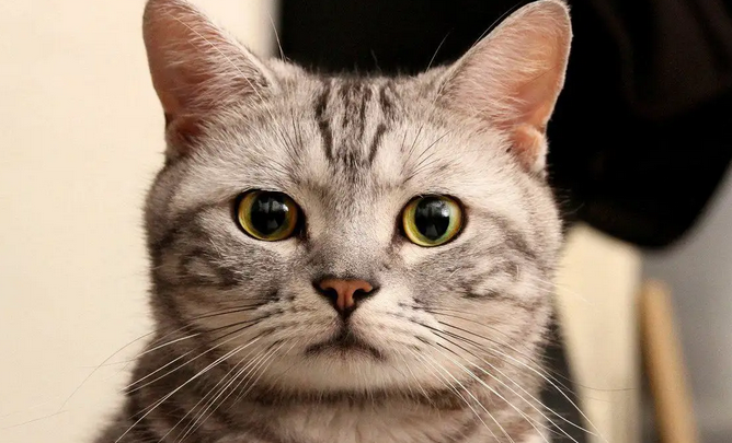 宿舍为啥不让养猫