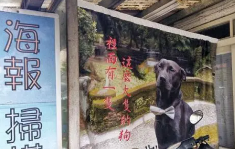 欧告当复印店招牌,飞机耳眯眼登大海报,老板笑:就想晒狗啦 欧告当复印店招牌,飞机耳眯眼登大海报,老板笑:就想晒狗啦