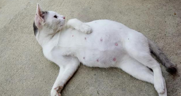 母猫怀孕10天最明显的征兆