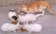 生了4只猫是什么好兆头