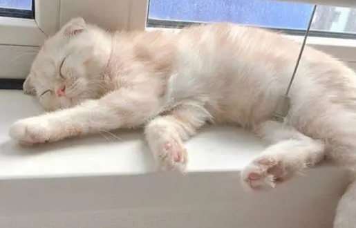 美国男子欲领养猫咪 意外与走失数月爱猫重逢 美国男子欲领养猫咪 意外与走失数月爱猫重逢