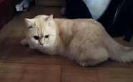 母猫第一次闹猫要闹几天