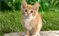 小猫怎么养