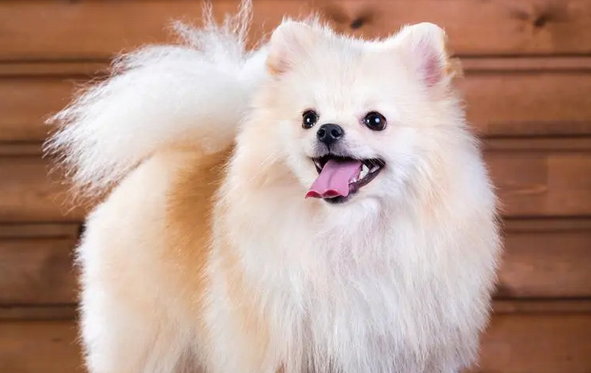 最厉害的中小型看家犬 最厉害的中小型看家犬