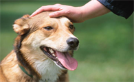 家犬管理条例