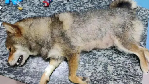 狗中毒有几个阶段症状