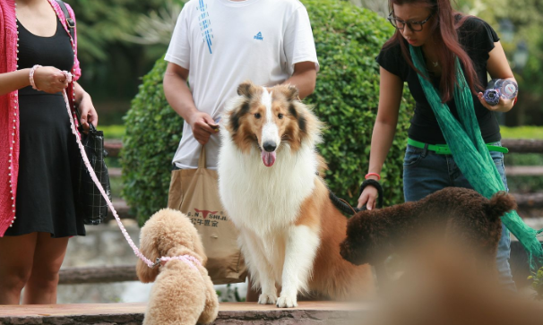 上门遛狗、公园摆摊、当“薯条侠”,“00后”花式打工 上门遛狗、公园摆摊、当“薯条侠”,“00后”花式打工