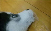 狗吐白沫是怎么回事