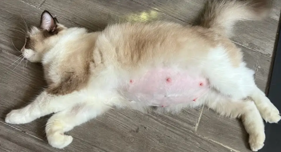 猫孕期多少个月