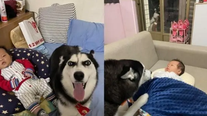 自从女主人生了小宝宝后，二哈变得特别温柔，还会帮忙照顾小孩