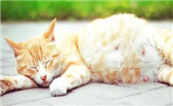 母猫不做绝育会怎么样