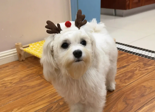 马尔济斯犬是哪个国家