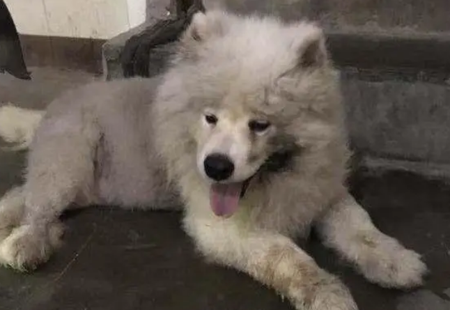 微笑萨摩耶犬被主人遗弃在路边，不吃不喝坚守原地，只为等回主人