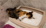 猫怎么才能自己大小便