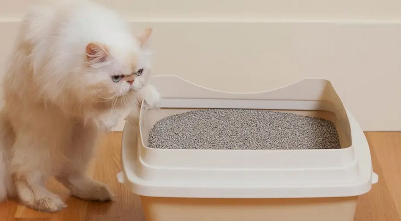 猫砂要怎么选？超全猫砂指南，让你铲屎体验UP UP UP！ 