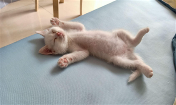 小猫肚子圆鼓鼓的正常吗
