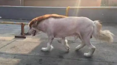 主人因出差,把阿拉斯加犬寄养在父亲家,回来接时狗狗变成这模样 主人因出差,把阿拉斯加犬寄养在父亲家,回来接时狗狗变成这模样