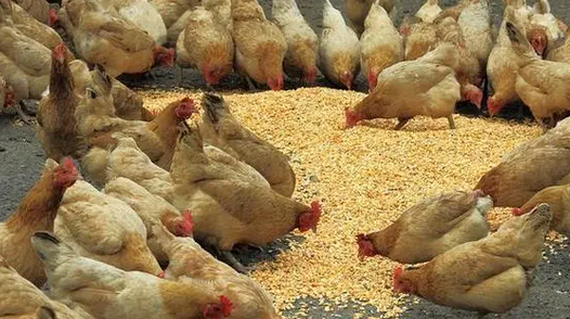 宠喔喔饲料效果怎么样 宠喔喔饲料效果怎么样