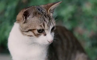 为什么不要和小猫对视
