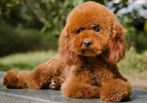 玩具贵宾犬是泰迪吗 玩具贵宾犬是泰迪吗