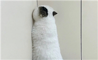墙角的猫图片