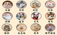 猫种类大全及名称