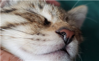 小猫打喷嚏是什么原因