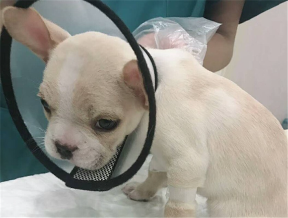 犬冠状病毒的症状 犬冠状病毒的症状