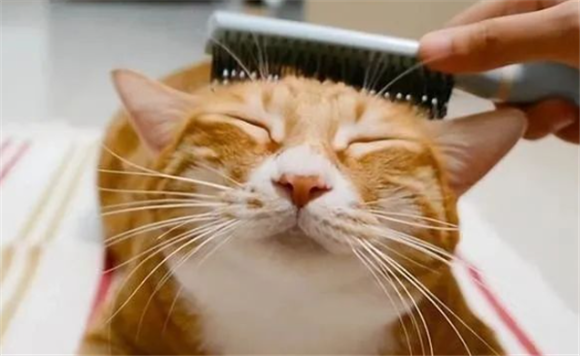 猫咪喜欢这样“互动”,你学会了吗? 猫咪喜欢这样“互动”,你学会了吗?