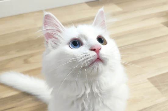 自从捡到一只小猫后,无论猫做什么爸爸都会夸奖,网友:破案,你爸是清汤大老爷 自从捡到一只小猫后,无论猫做什么爸爸都会夸奖,网友:破案,你爸是清汤大老爷