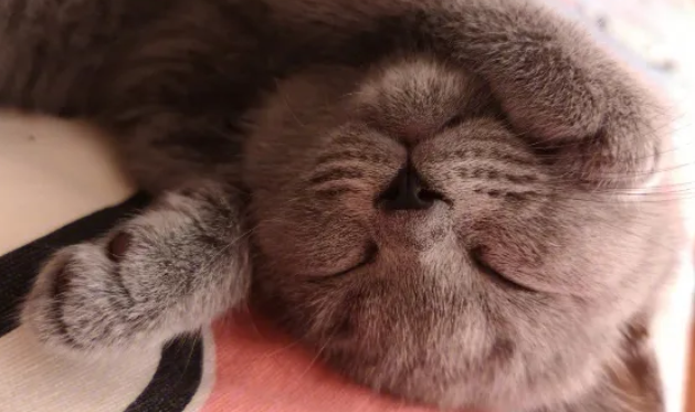 猫嘴唇溃疡图片 猫嘴唇溃疡图片