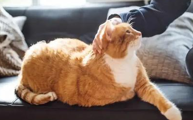 给猫找领养,有位学生来咨询,她的一系列操作让人哭笑不得 给猫找领养,有位学生来咨询,她的一系列操作让人哭笑不得