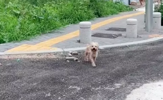 女生收养受伤流浪狗秒变公主,半年后却找到原主人,继续养还是该送回? 女生收养受伤流浪狗秒变公主,半年后却找到原主人,继续养还是该送回?