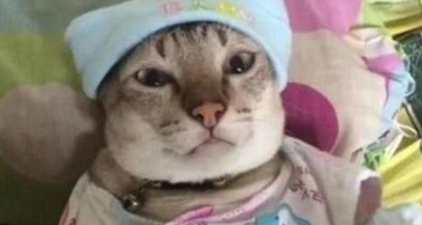 猫主子正在怀孕,情侣两人很是捉急 猫主子正在怀孕,情侣两人很是捉急
